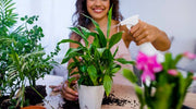 Becoming an Environmentalist through Indoor Plant Cultivation