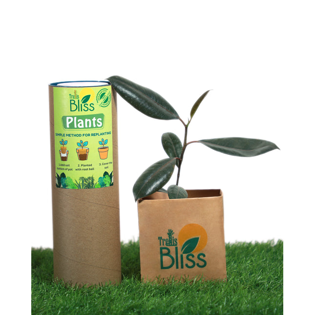 Ficus Rubber Plant Black
