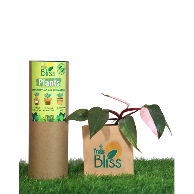 Philodendron Pink Princess Variegated