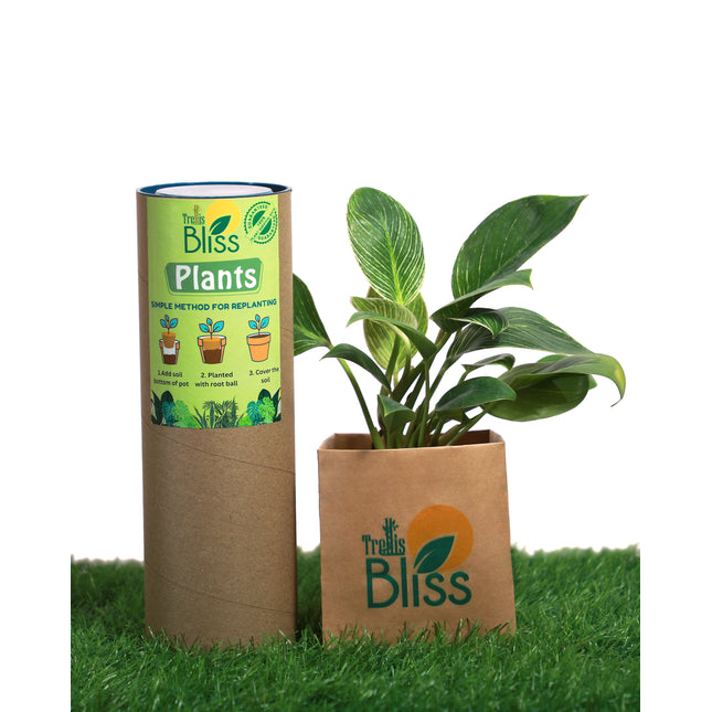 Philodendron Birkin Green