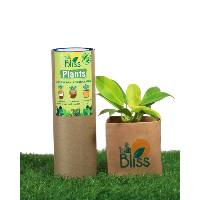 Philodendron Moonshine