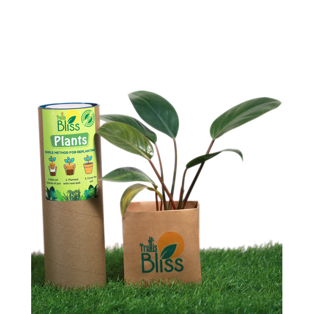 Philodendron Red Congo