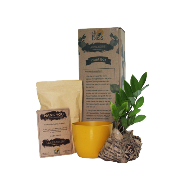 Trellis Bliss the Plant box