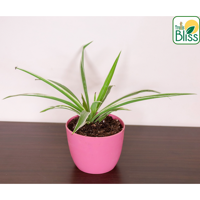 Trellis Bliss 5″ Rubber Succulent Planter