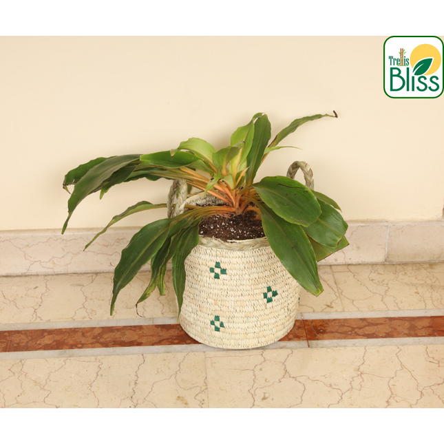 Trellis Bliss 7″ Sabai Grass Ornamental Plant Pot