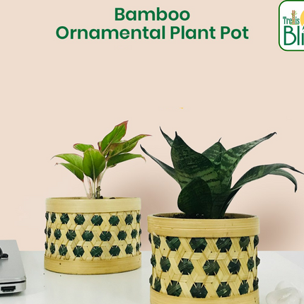 Trellis Bliss 5″ Bamboo Ornamental Plant Pot