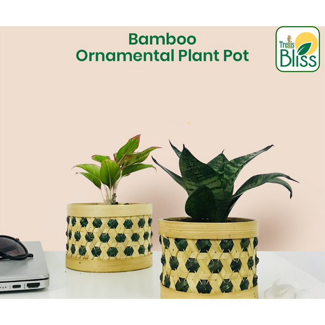 Trellis Bliss 5″ Bamboo Ornamental Plant Pot