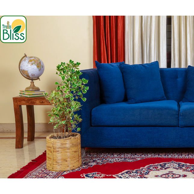 Trellis Bliss 9″ Cane Stick Floor Plant Pot