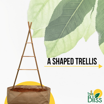 Trellis Bliss Bamboo A-Trellis