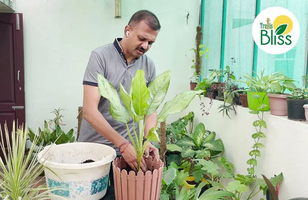 How to transplant plants bought from Nursery?