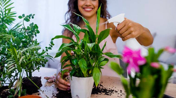 Becoming an Environmentalist through Indoor Plant Cultivation