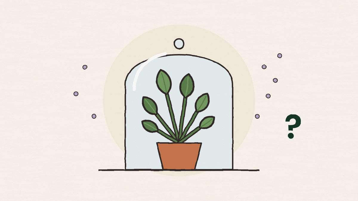A potted plant under a glass bell jar with particles floating outside and a question mark