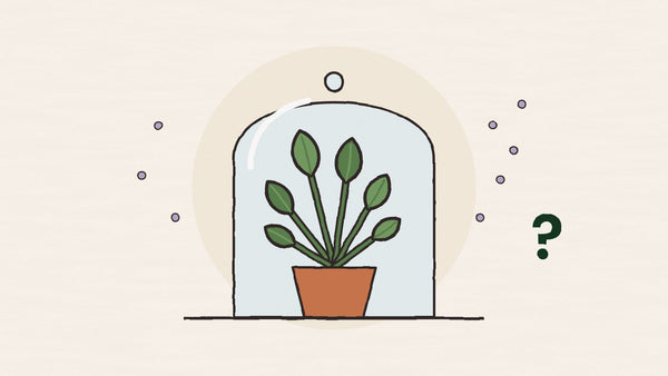 Do houseplants really clean the air? What the NASA study actually found