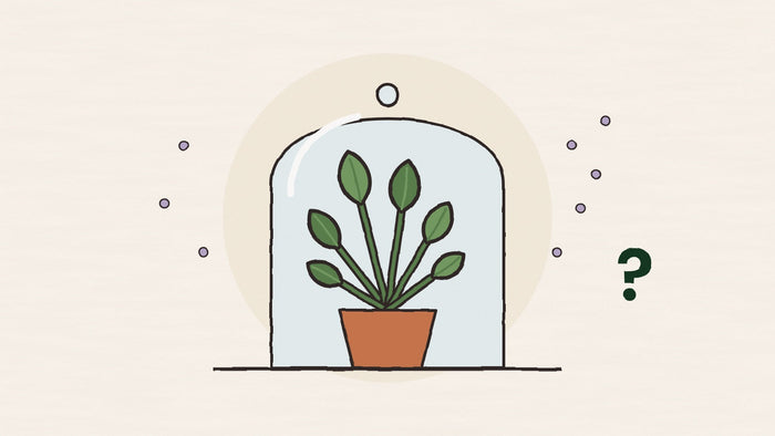 Do houseplants really clean the air? What the NASA study actually found