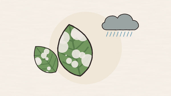 Why leaves turn white in the monsoon
