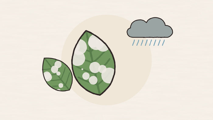 Why leaves turn white in the monsoon