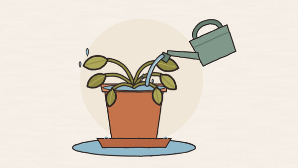 Why your plant dies even though you water it every day