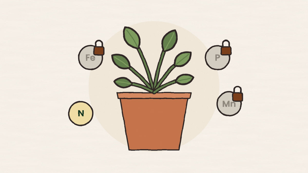 A potted plant with iron, phosphorus and manganese locked away behind padlocks
