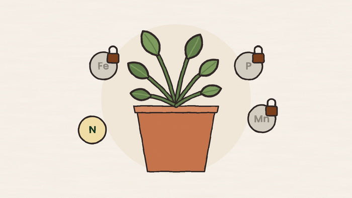 Why the same plant food works in one pot and not another