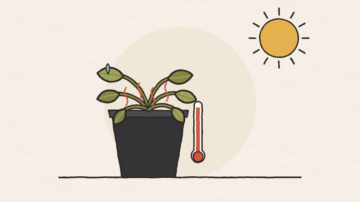 A wilting plant in a black pot under a hot sun with a thermometer near the top