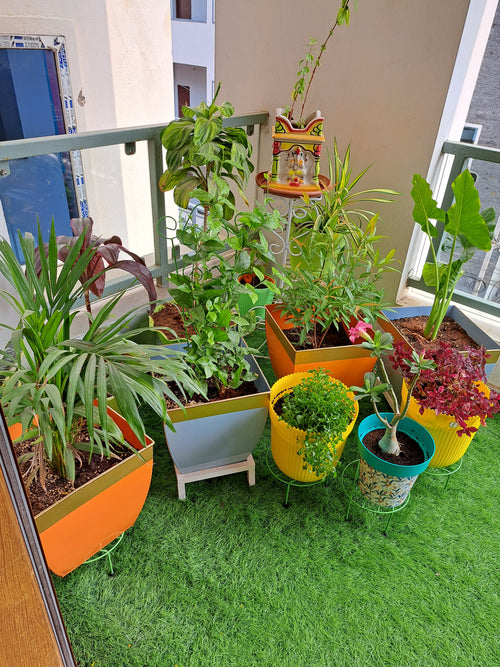 5 Mistakes Every New Plant Parent Makes