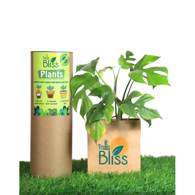 Monstera Deliciosa Minima