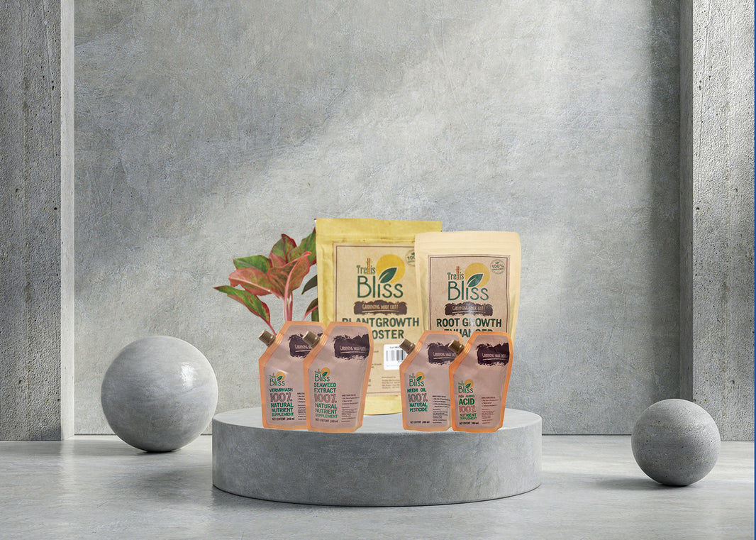 Trellis Bliss trellisblissindia