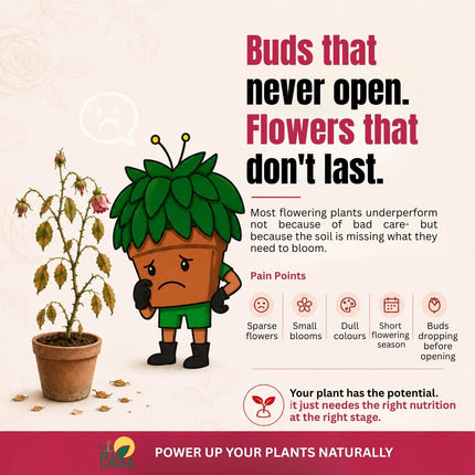 Trellis bliss Power Grow - Flowers