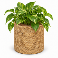 Trellis Bliss 5" Golden Grass Succulent Planter