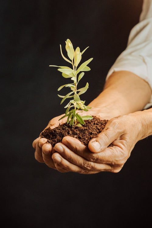 How to Choose the Right Plants for Your Balcony
