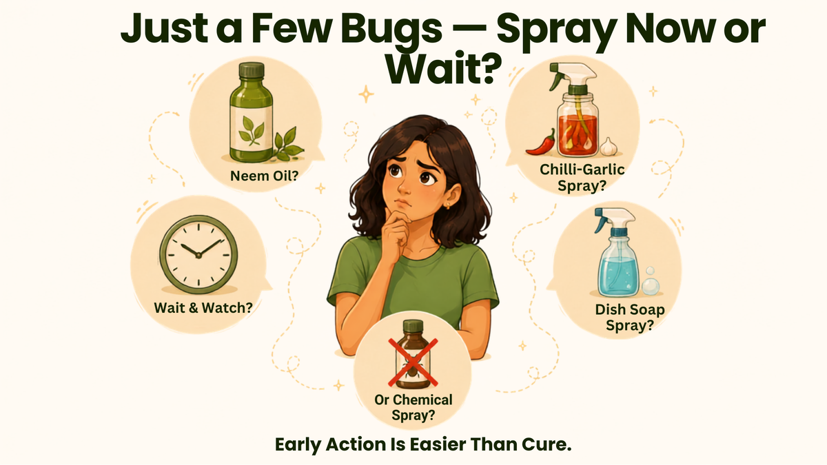A few bugs today, many next week