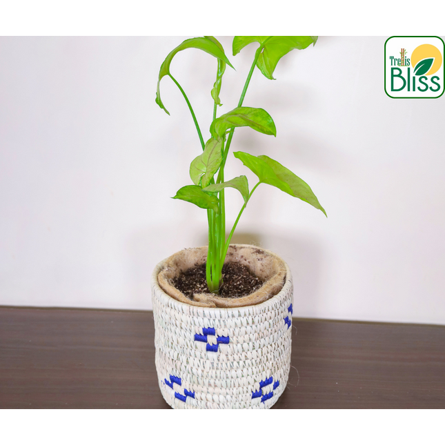 Trellis Bliss 5″ Sabai Grass Succulent Planter