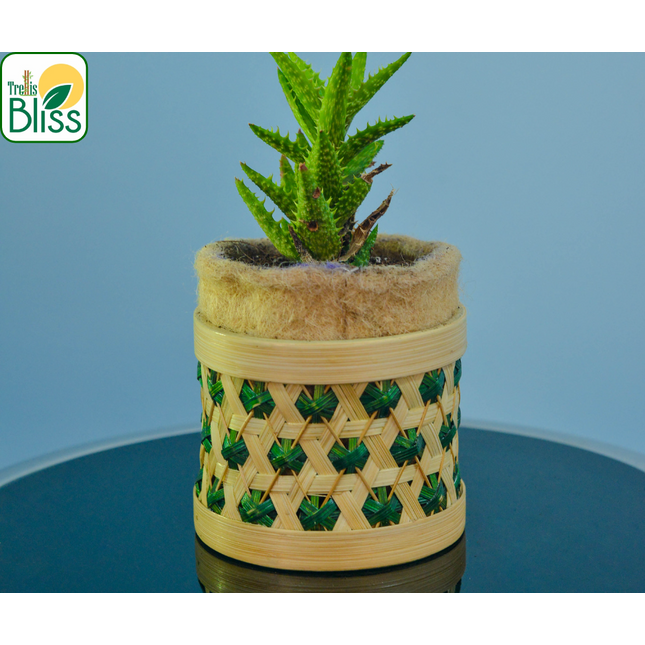 Trellis Bliss 4″ Bamboo Succulent Planter