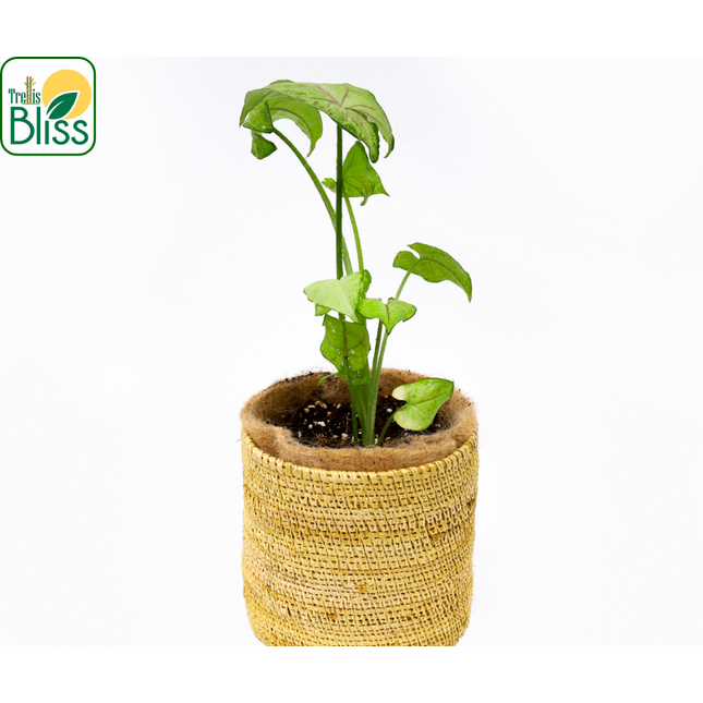 Trellis Bliss 5″ Golden Grass Succulent Planter