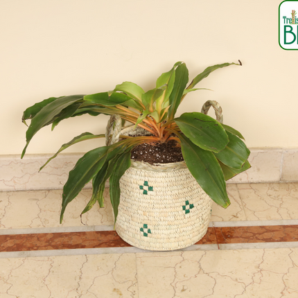 Trellis Bliss 7″ Sabai Grass Ornamental Plant Pot