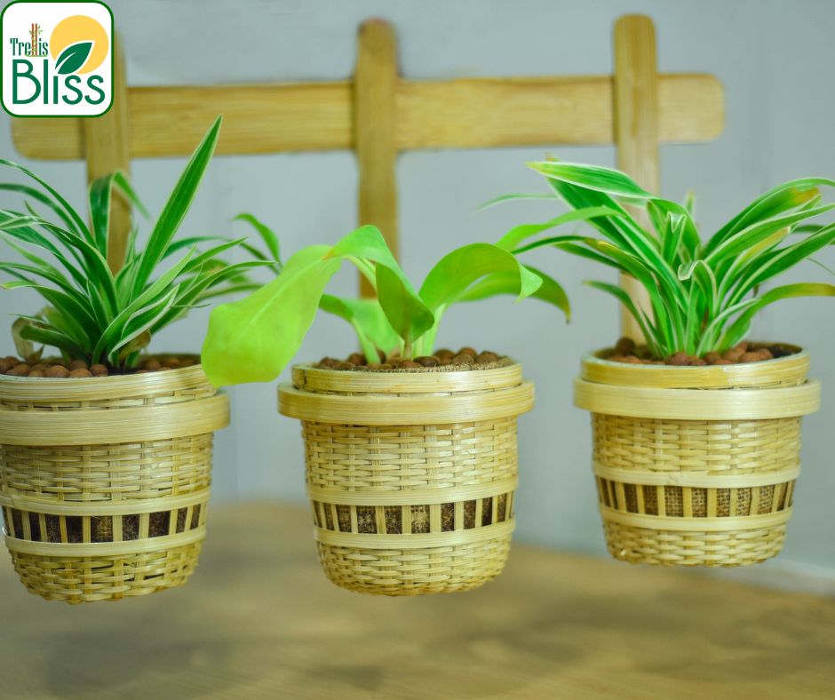 bamboo trellis planter Trellis Bliss 3-in-1 Bamboo Wall Planter – trellisblissindia