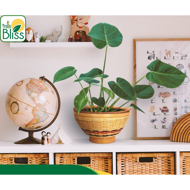 Trellis Bliss 10″ Bamboo Wicker Bowl Tabletop Planter