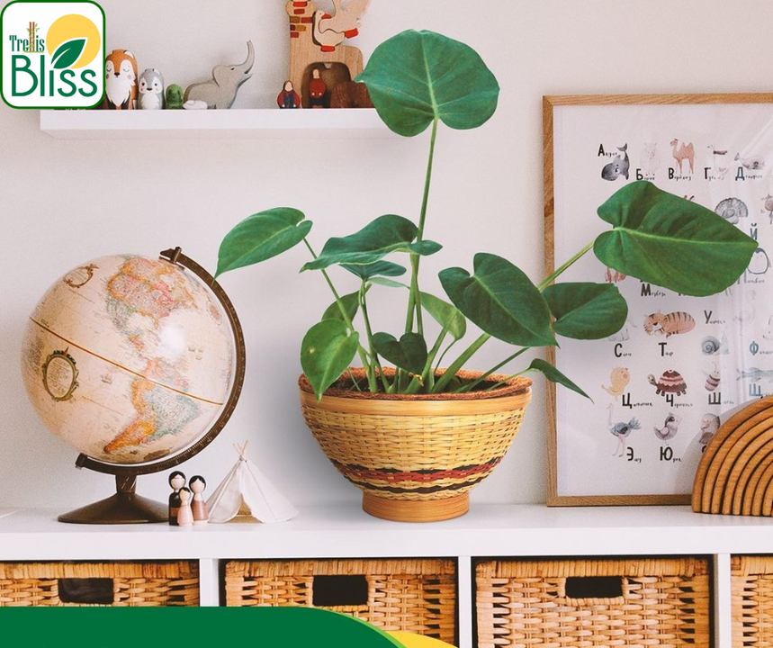 Trellis Bliss 10″ Bamboo Wicker Bowl Tabletop Planter trellisblissindia