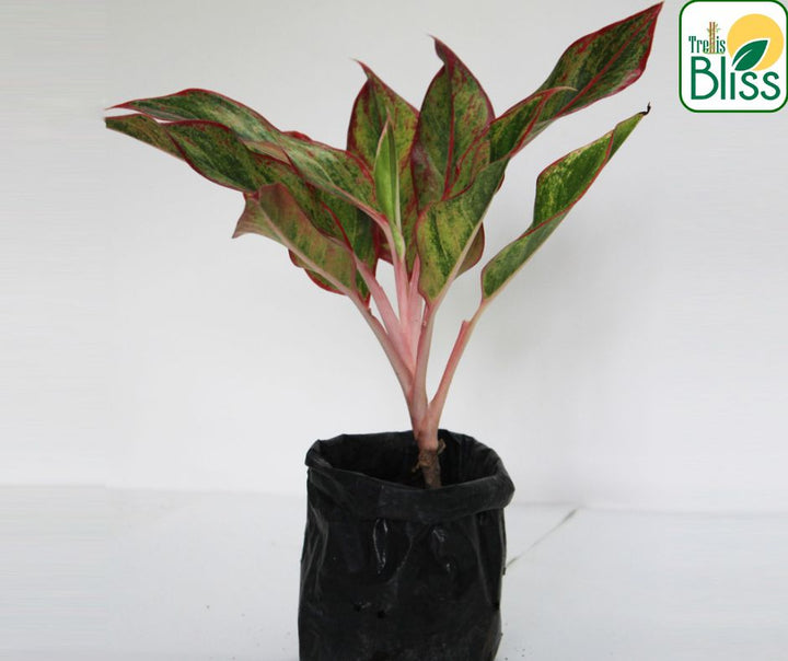 Trellis Bliss trellisblissindia