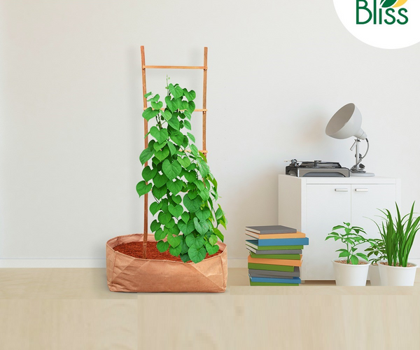 Trellis Bliss Bamboo H-Trellis – trellisblissindia