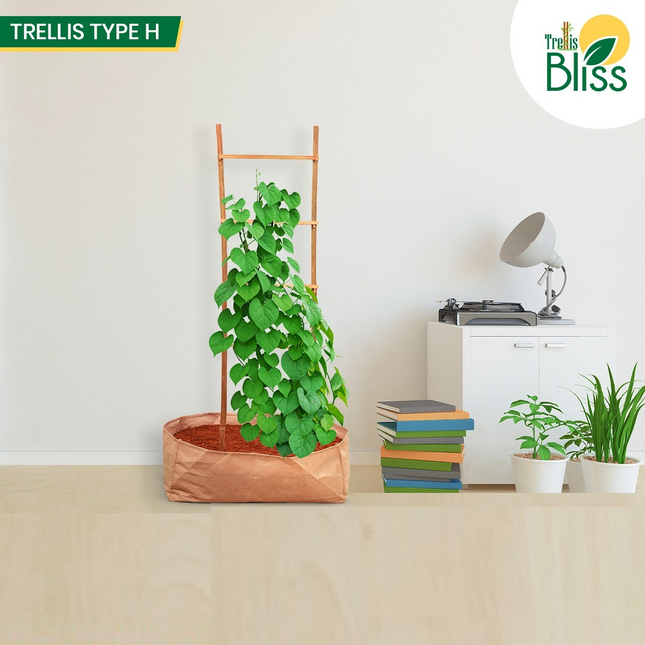 Trellis Bliss Bamboo H-Trellis