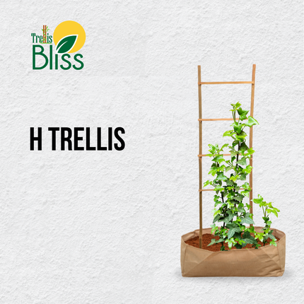 Trellis Bliss Bamboo H-Trellis