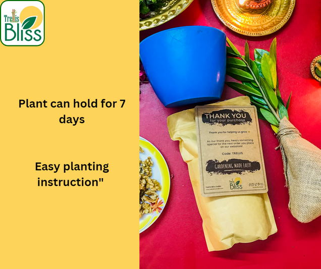 Trellis Bliss the Plant box trellisblissindia