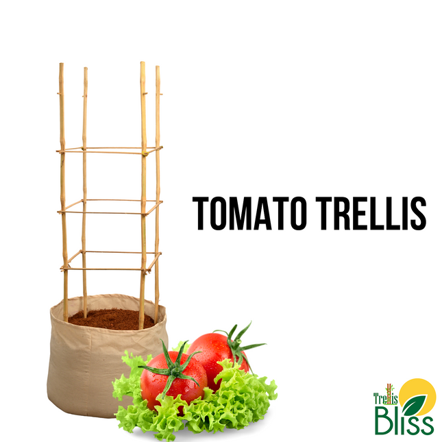 Trellis Bliss Bamboo Tomato Trellis