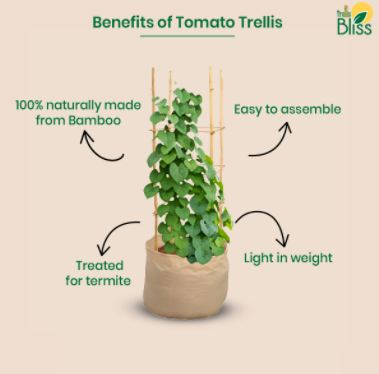 Trellis Bliss Bamboo Tomato Trellis